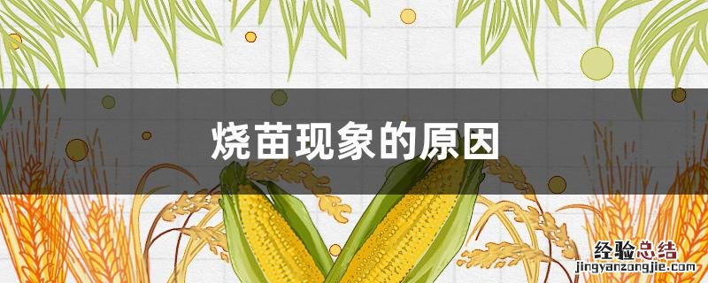 烧苗现象的原因 烧苗现象的原因高中生物