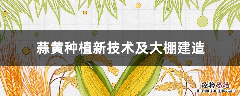 蒜黄种植新技术及大棚建造 温室大棚种植蒜黄技术