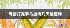 母猪打完孕马血清几天能配种 母猪打孕马血清没效果是怎么回事