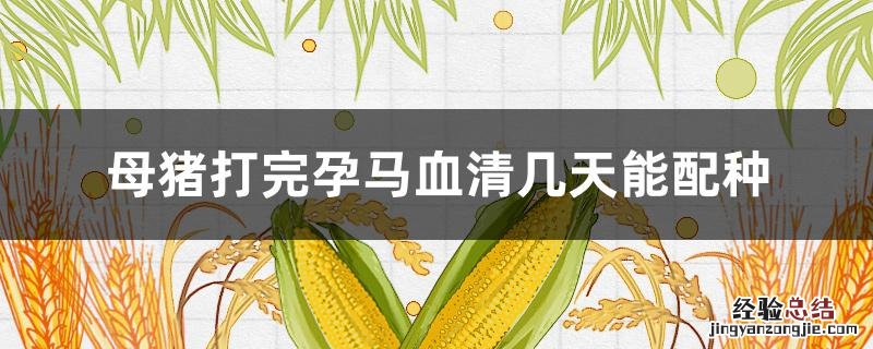 母猪打完孕马血清几天能配种 母猪打孕马血清没效果是怎么回事