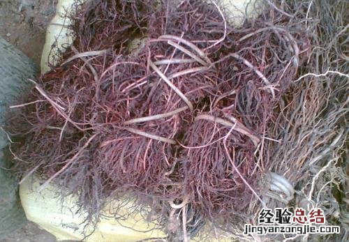 茜草的营养价值