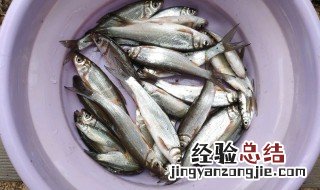 钓青尾鲴饵料配方 钓青尾鲴的方法技巧
