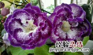 大岩桐一年开几次 大岩桐一年开几次花好养吗