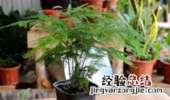 文竹用什么盆养好看 文竹用什么花盆养好看