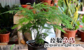 文竹用什么盆养好看 文竹用什么花盆养好看
