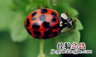 昆虫备忘录瓢虫的特点 详细归纳