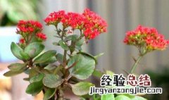 长寿花怎么照顾 长寿花怎么照顾小孩子