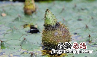 鸡头果怎么吃 新鲜鸡头果怎么吃
