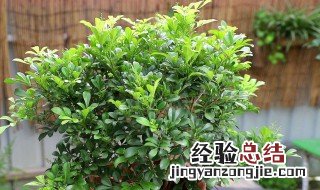 米兰花可以在室外养吗 米兰花可以在室外养吗怎么养