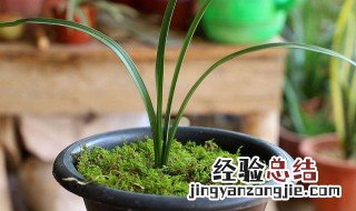 为什么有些兰花的根会长出地面 兰花在根部开花了