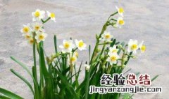 水仙花怎么种植 水仙花怎么种