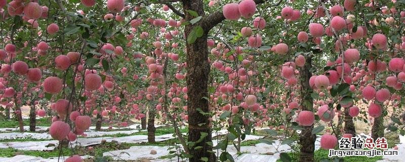 苹果树可以嫁接月季花吗 果树能嫁接月季花吗