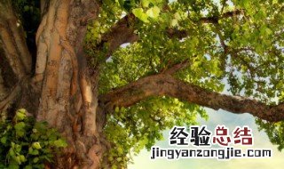 非洲树皮有什么功效 非洲树皮的攻效