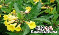 黄蝉花怎么养 黄蝉花养殖技术方法