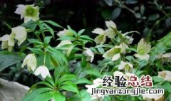 铁筷子花好养吗? 铁筷子圣诞玫瑰好养吗