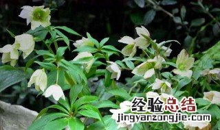 铁筷子花好养吗? 铁筷子圣诞玫瑰好养吗