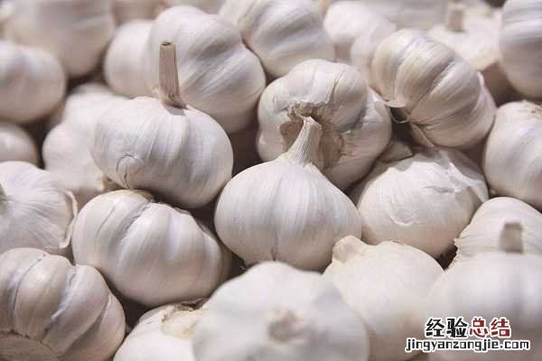 大蒜什么时候浇水施肥好 大蒜浇水最佳时间，什么时候浇水好