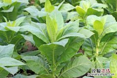 烟草钾肥过量的危害 烟草施钾肥过量症状，有哪些坏处
