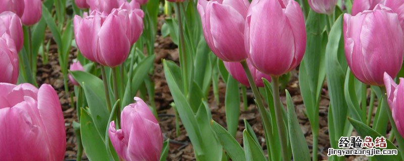 花卉繁殖方式有哪些 花卉繁殖方式有哪些,以及如何具体运用