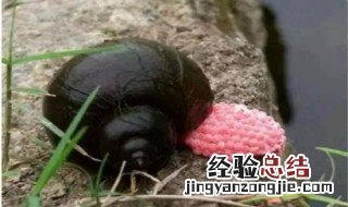 为什么鸭子吃福寿螺没事 鸭子为什么能吃福寿螺没事