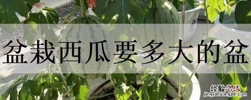 盆栽西瓜要多大的盆 种西瓜盆多大