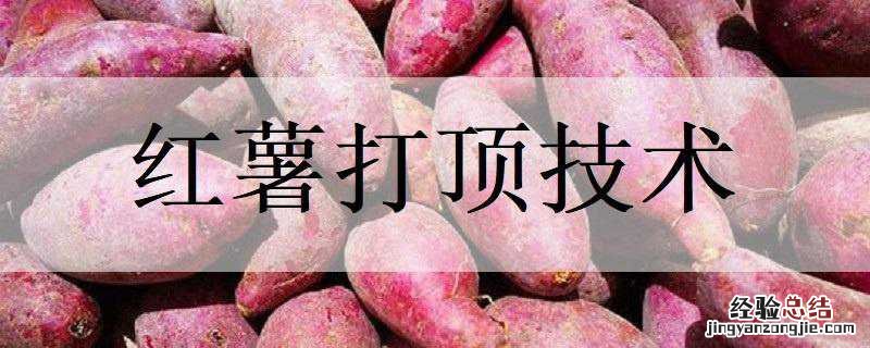 红薯打顶技术 木薯打顶方法