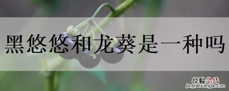 黑悠悠和龙葵是一种吗 龙葵也叫悠悠