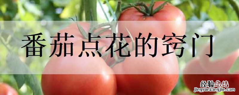 番茄要点花吗 番茄点花的窍门