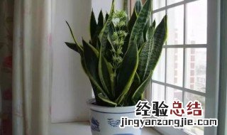 琴叶榕北方能养活吗 琴叶榕北方能养活吗冬天