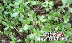 马齿苋科多肉植物的养护方法 马齿苋科多肉植物的养护方法是