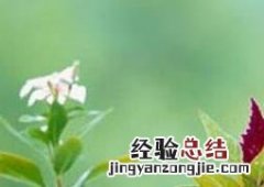 室内养花有哪些禁忌 室内禁忌养什么花
