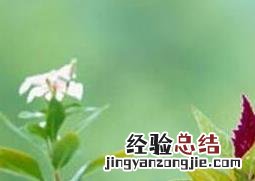 室内养花有哪些禁忌 室内禁忌养什么花