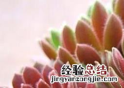 长生草的养殖方法和技术 长生草的养殖方法