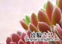 长生草的养殖方法和技术 长生草的养殖方法