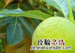 面包树的果实能吃吗 猴面包树的果实可以吃吗