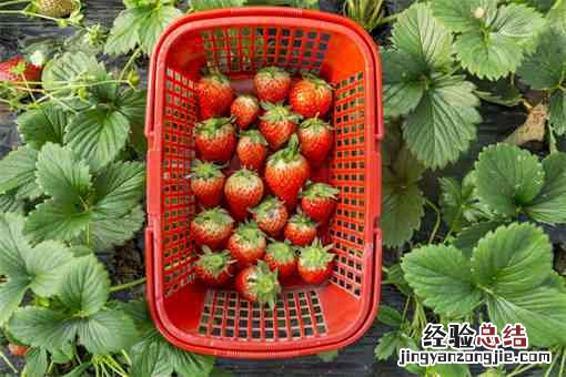 丹东99草莓和红颜有什么区别 红颜草莓和丹东99的区别是什么