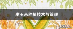 甜玉米高产栽培技术 甜玉米种植技术与管理