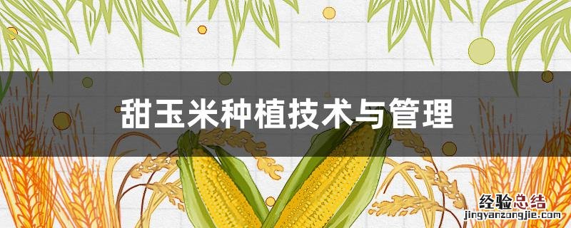 甜玉米高产栽培技术 甜玉米种植技术与管理