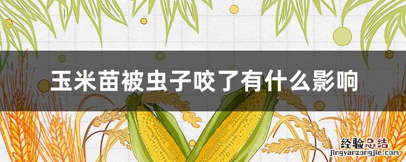 收玉米被虫子咬了 玉米苗被虫子咬了有什么影响