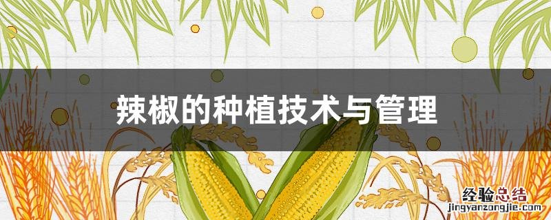 辣椒的种植技术与管理 大棚辣椒的种植技术与管理