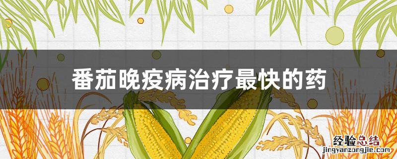 番茄晚疫病治疗最快的药 番茄晚疫病用什么药效果好