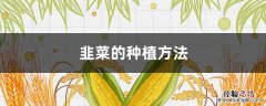 韭菜的种植方法 韭菜的种植方法和时间