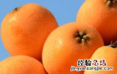 枇杷果是热性还是凉性 枇杷果是凉性还是热性水果