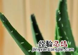 养殖芦荟的注意事项 养殖芦荟的注意事项是什么