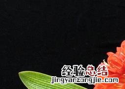 君子兰的叶子发黄怎么办? 君子兰的叶子发黄怎么办