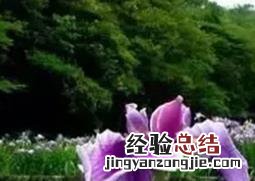 露天花卉怎么管理 露地花卉栽培管理