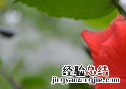 扶桑花为什么会掉花叶 扶桑花为什么会掉花