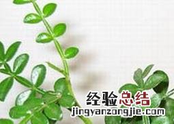 清香木掉叶怎么办 清香木叶子全掉了怎么办