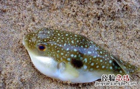 河豚鱼能吃吗有毒吗 河豚鱼能吃吗