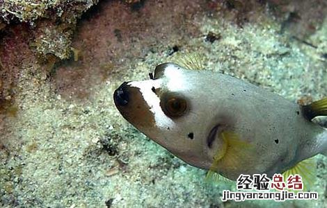 河豚鱼能吃吗有毒吗 河豚鱼能吃吗